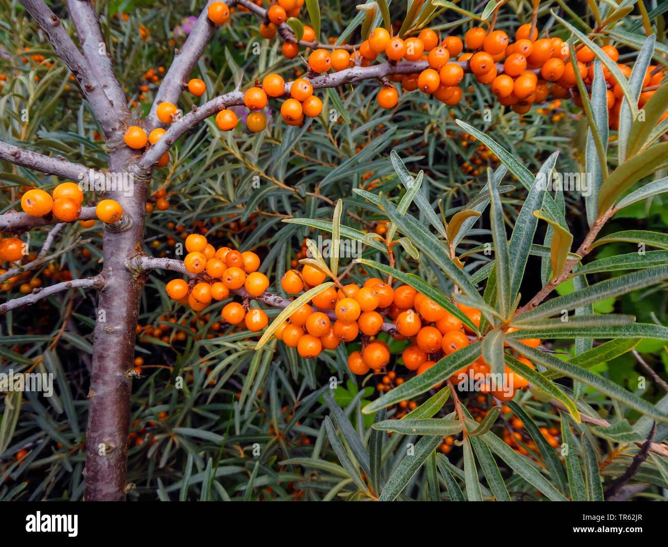 common seabuckthorn (Hippophae rhamnoides), branches with fruits, Germany, Schleswig-Holstein, Heligoland Stock Photo