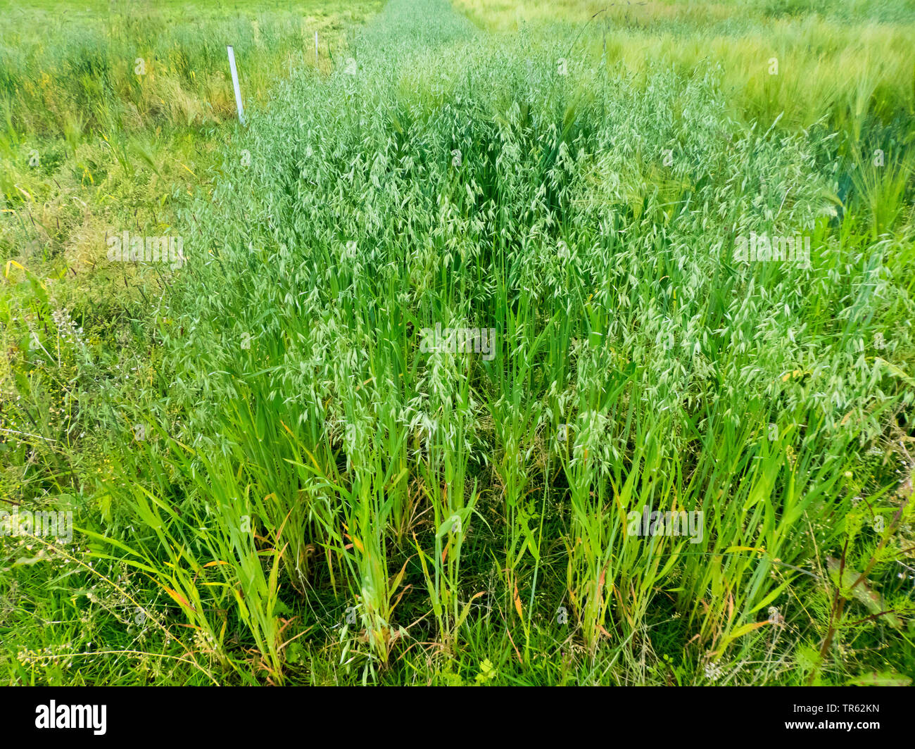Cultivated oat, Common oat (Avena sativa), oats field in the arctic, Norway, Troms, Tromsoe Stock Photo
