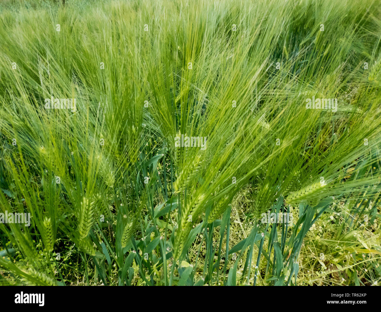 barley (Hordeum vulgare), oats field in the arctic, Norway, Troms, Tromsoe Stock Photo