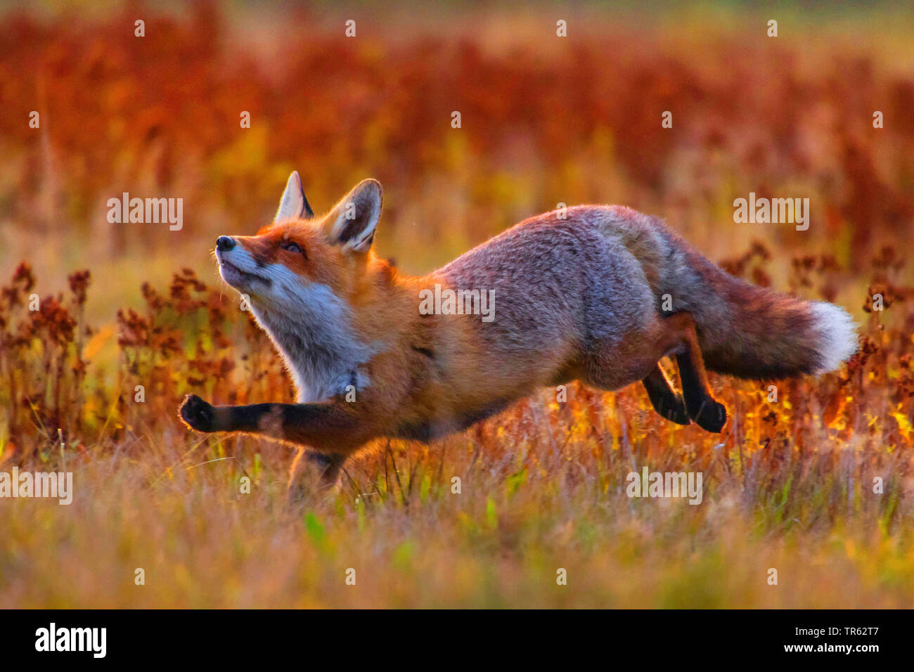 red fox (Vulpes vulpes), running happy over a meadow in autumn, side view, Czech Republic, Hlinsko Stock Photo