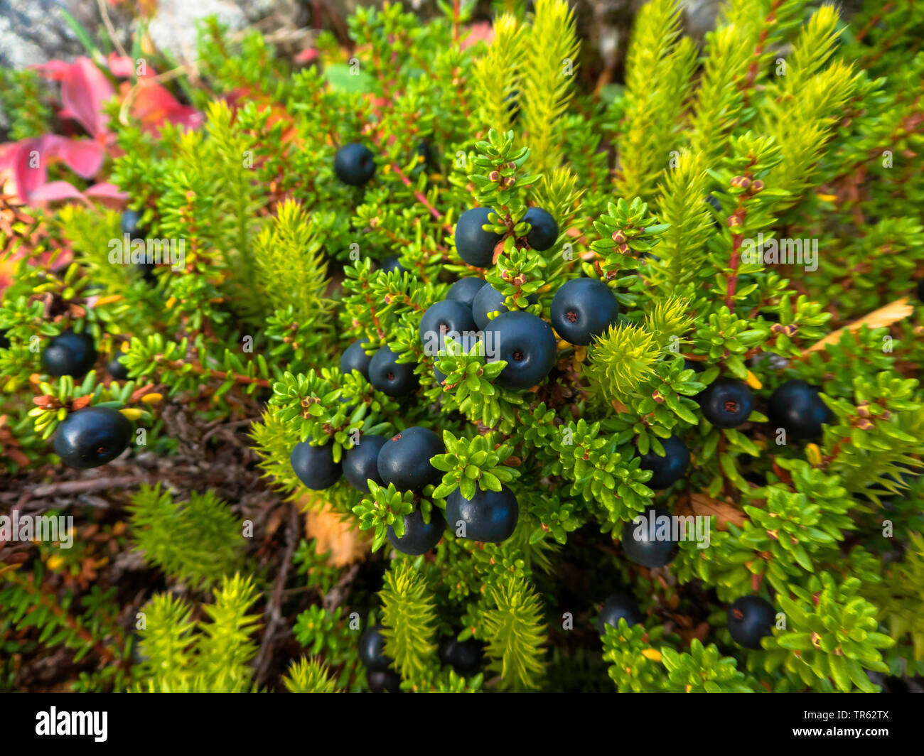 black crowberry (Empetrum nigrum), fruiting, Norway, Troms, Kvaloeya Stock Photo