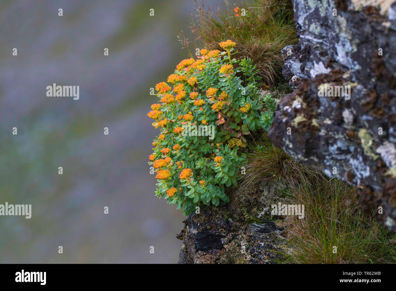King's crown, Midsummer-mem, Rose root (Rhodiola rosea), blooming on a rock, Norway, Finnmark, Tanahorn Stock Photo