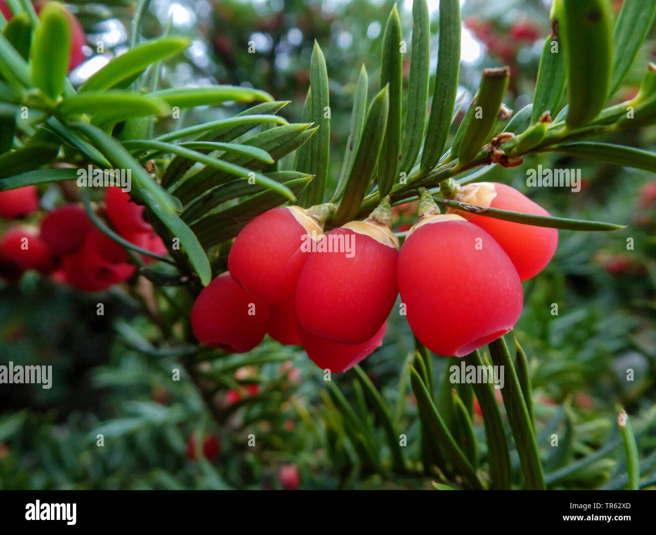 Common yew, English yew, European yew (Taxus baccata), bush with fruits, Germany Stock Photo