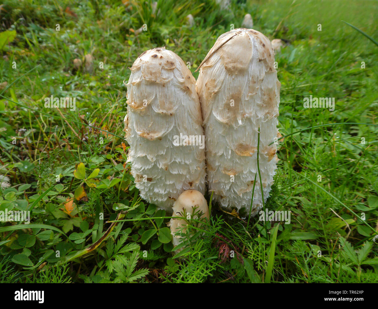 Shaggy ink cap, Lawyer's wig, Shaggy mane (Coprinus comatus, Coprinus ovatus), on a meadow, Norway, Oppland, Mageli Stock Photo