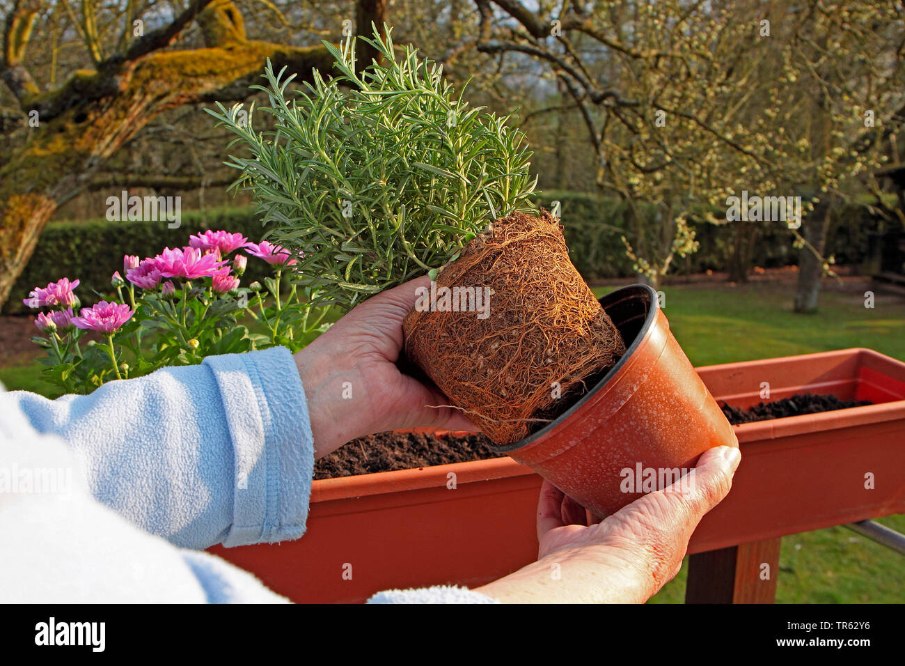 rosemary (Rosmarinus officinalis), woman remoting the plastik pot, Germany Stock Photo