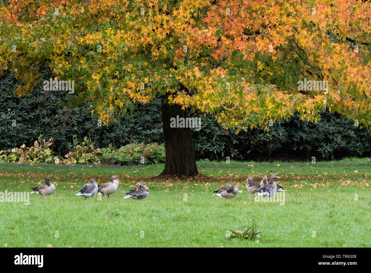 greylag goose (Anser anser), troop under a tree in a meadow in autumn, Germany, Eichenpark, Hamburg Stock Photo