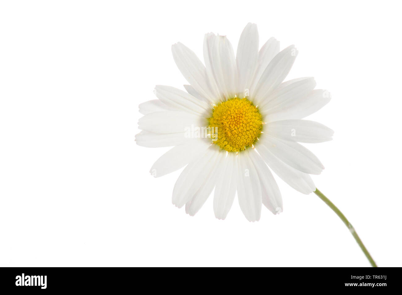 oxeye daisy, ox-eye daisy, white-weed, white daisy, dog daisy, marguerite (Chrysanthemum leucanthemum, Leucanthemum vulgare), flower, cutout, Germany Stock Photo