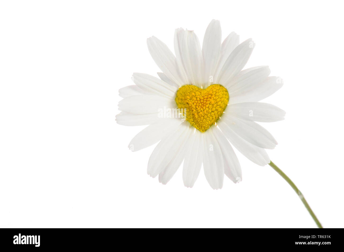 oxeye daisy, ox-eye daisy, white-weed, white daisy, dog daisy, marguerite (Chrysanthemum leucanthemum, Leucanthemum vulgare), flower with heart in the centre, Composing, Germany Stock Photo