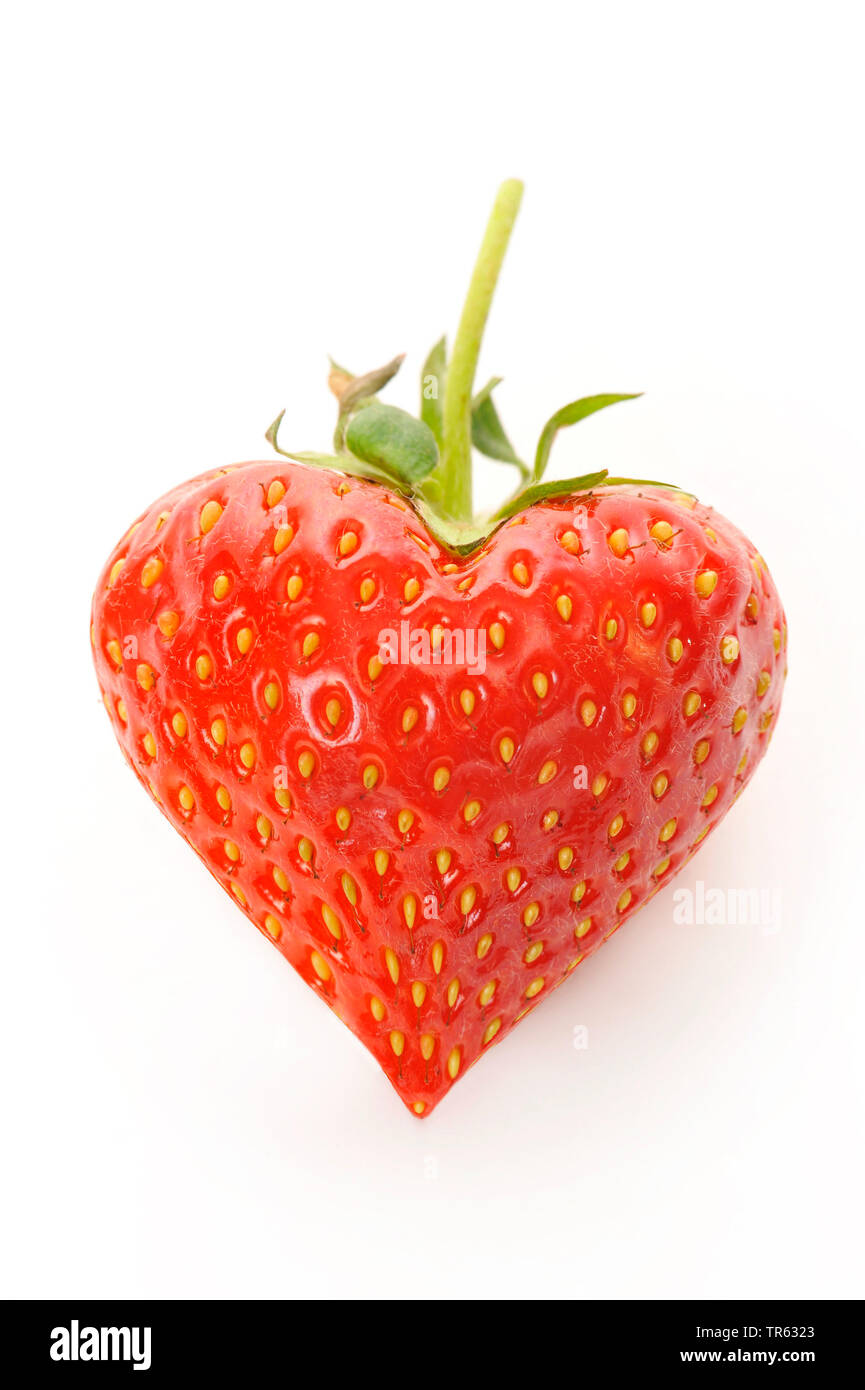 hybrid strawberry, garden strawberry (Fragaria x ananassa, Fragaria ananassa), haert-shaped strawberry, cutout Stock Photo