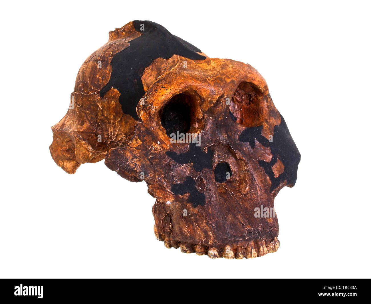 hominin (Paranthropus boisei, Zinjanthropus boisei, Australopithecus boisei ), skull Stock Photo