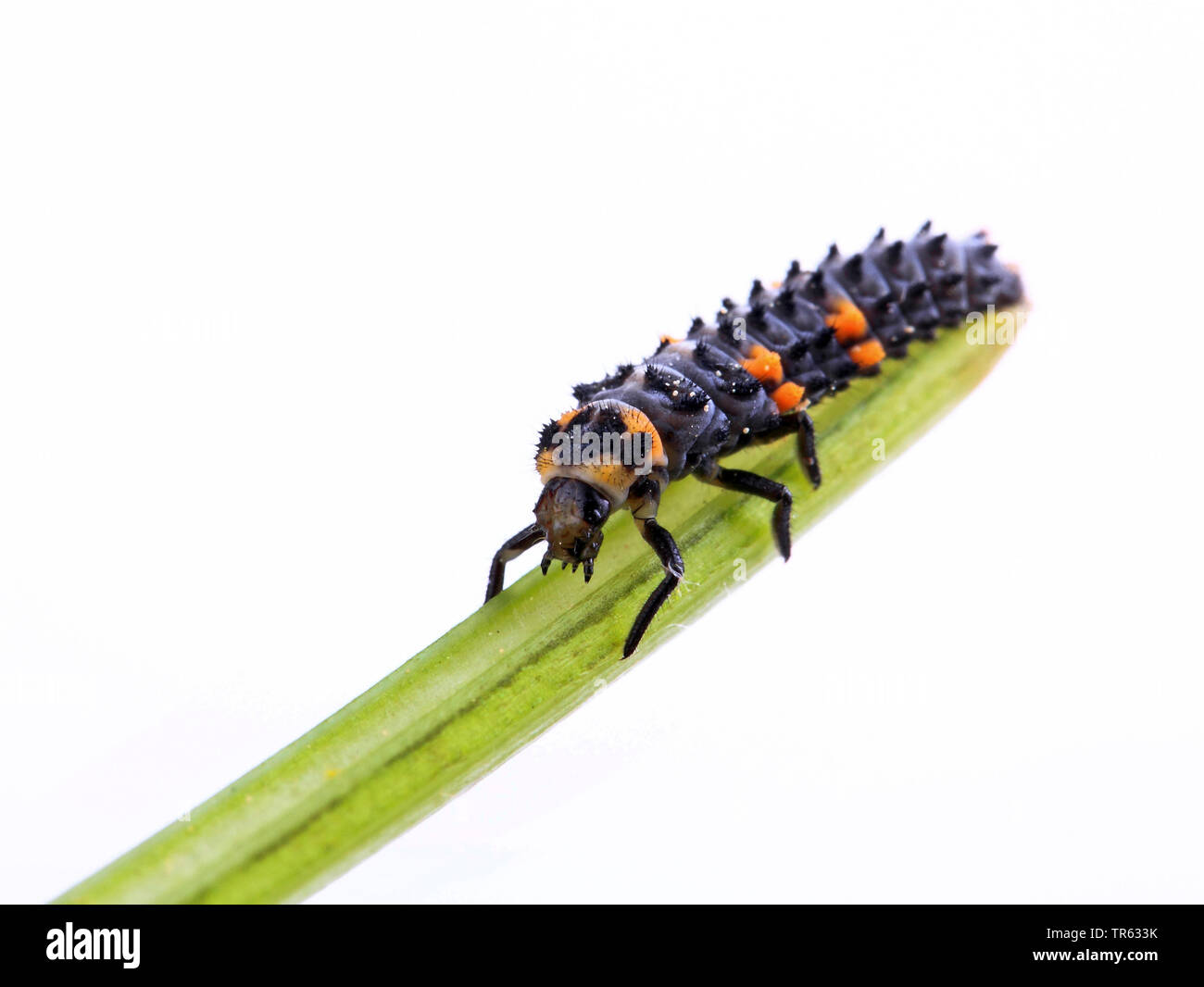 Ladybird larva larvae beneficial Cut Out Stock Images & Pictures - Alamy