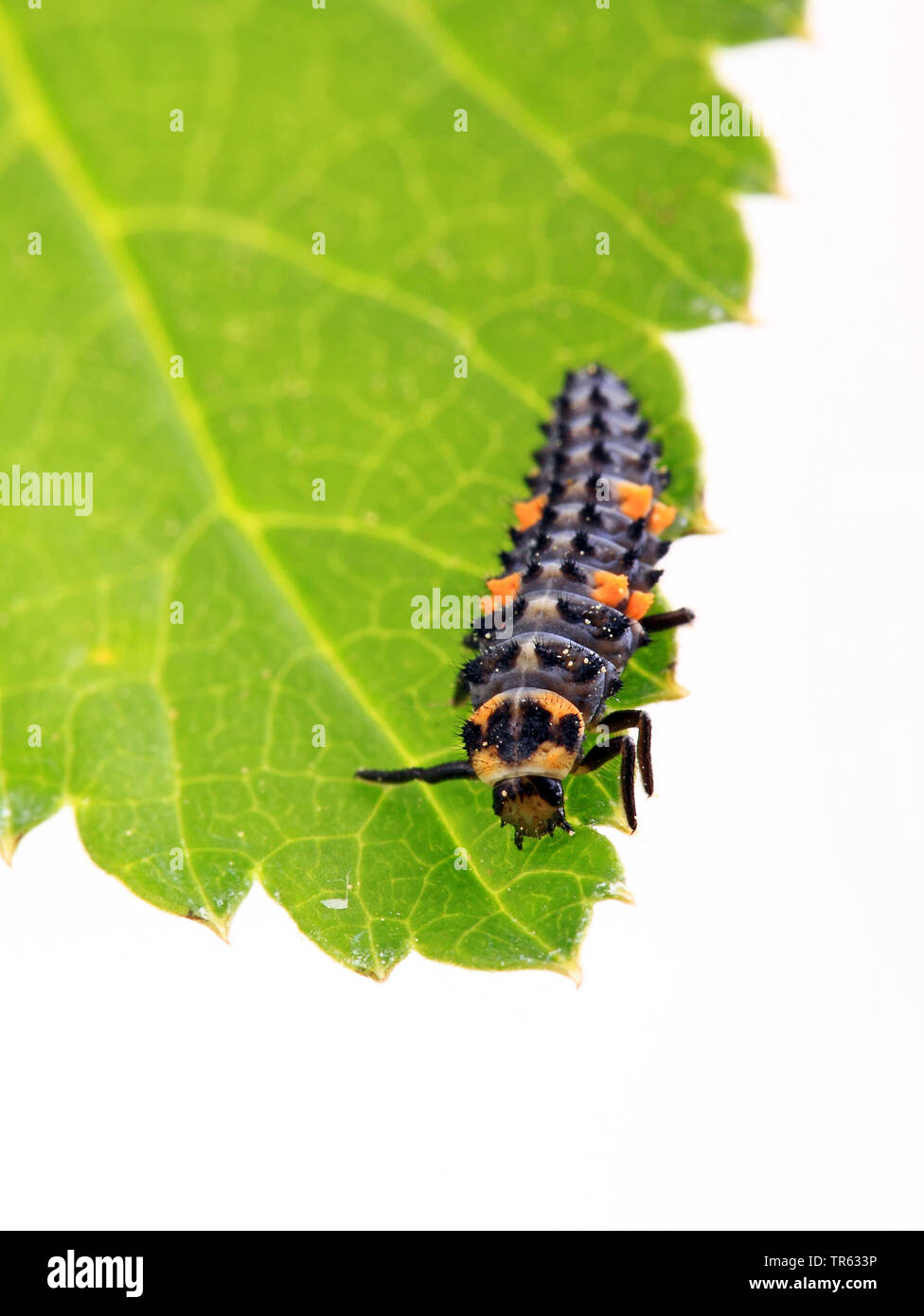 seven-spot ladybird, sevenspot ladybird, 7-spot ladybird (Coccinella septempunctata), larva sitting on a leaf, Germany, Hesse Stock Photo