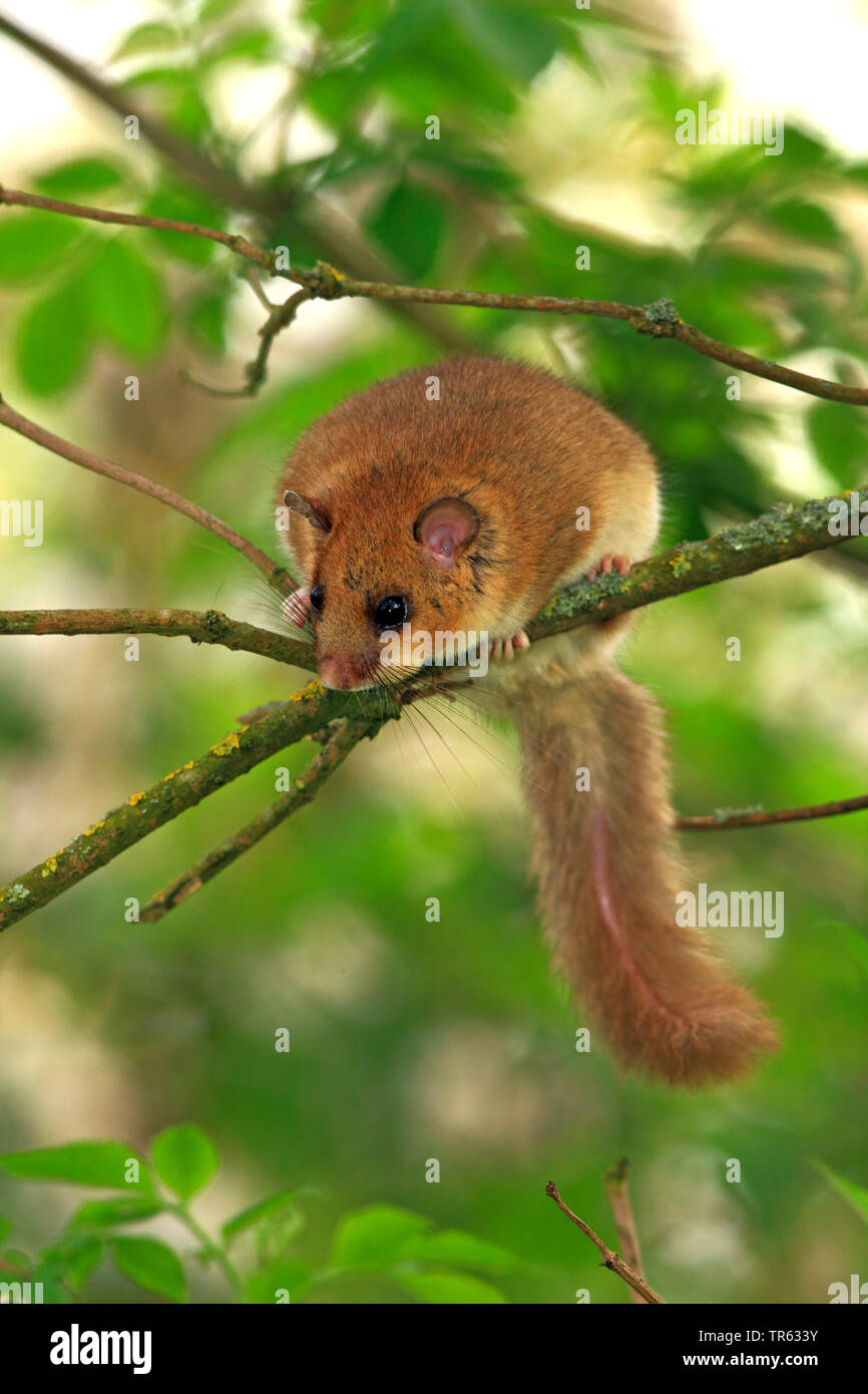 edible dormouse, edible commoner dormouse, fat dormouse, squirrel-tailed dormouse (Glis glis), sitting on a lichened branch, Germany, Hesse Stock Photo