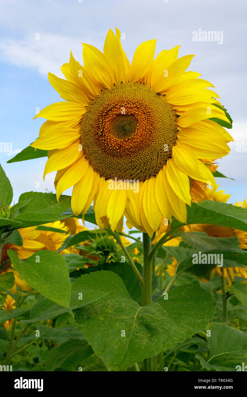 common sunflower (Helianthus annuus), blooming, Germany, Hesse Stock Photo