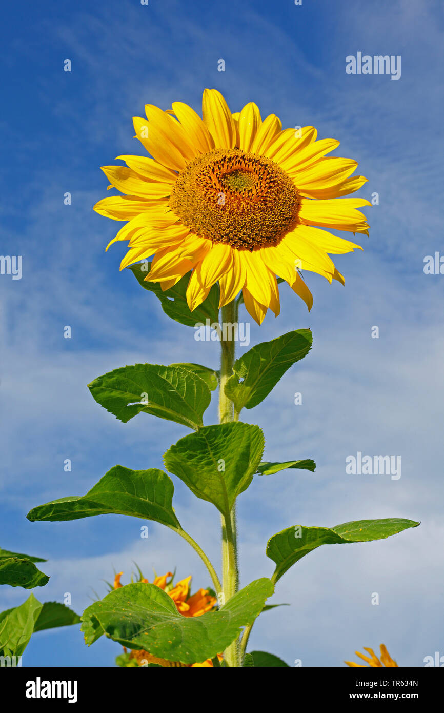 common sunflower (Helianthus annuus), blooming, Germany, Hesse Stock Photo