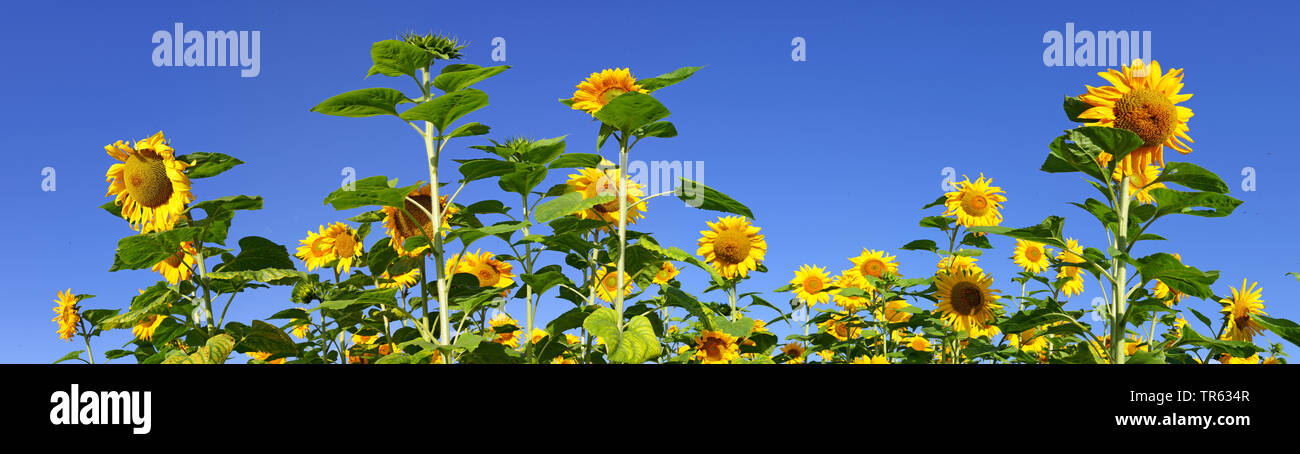 common sunflower (Helianthus annuus), sunflower field, Germany, Hesse Stock Photo