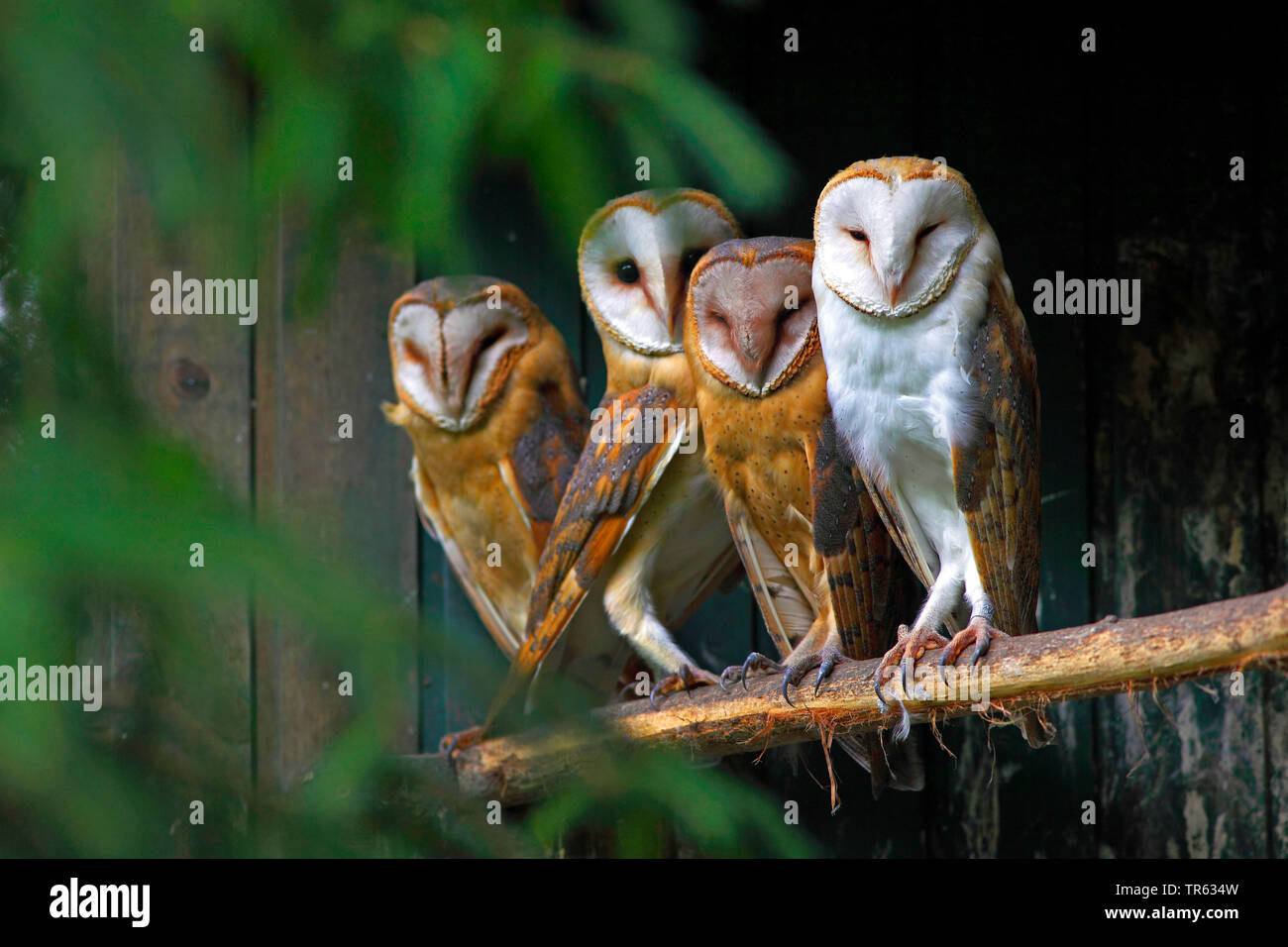 Barn owl (Tyto alba), four barn owls sitting together on a branch, Germany, Hesse Stock Photo