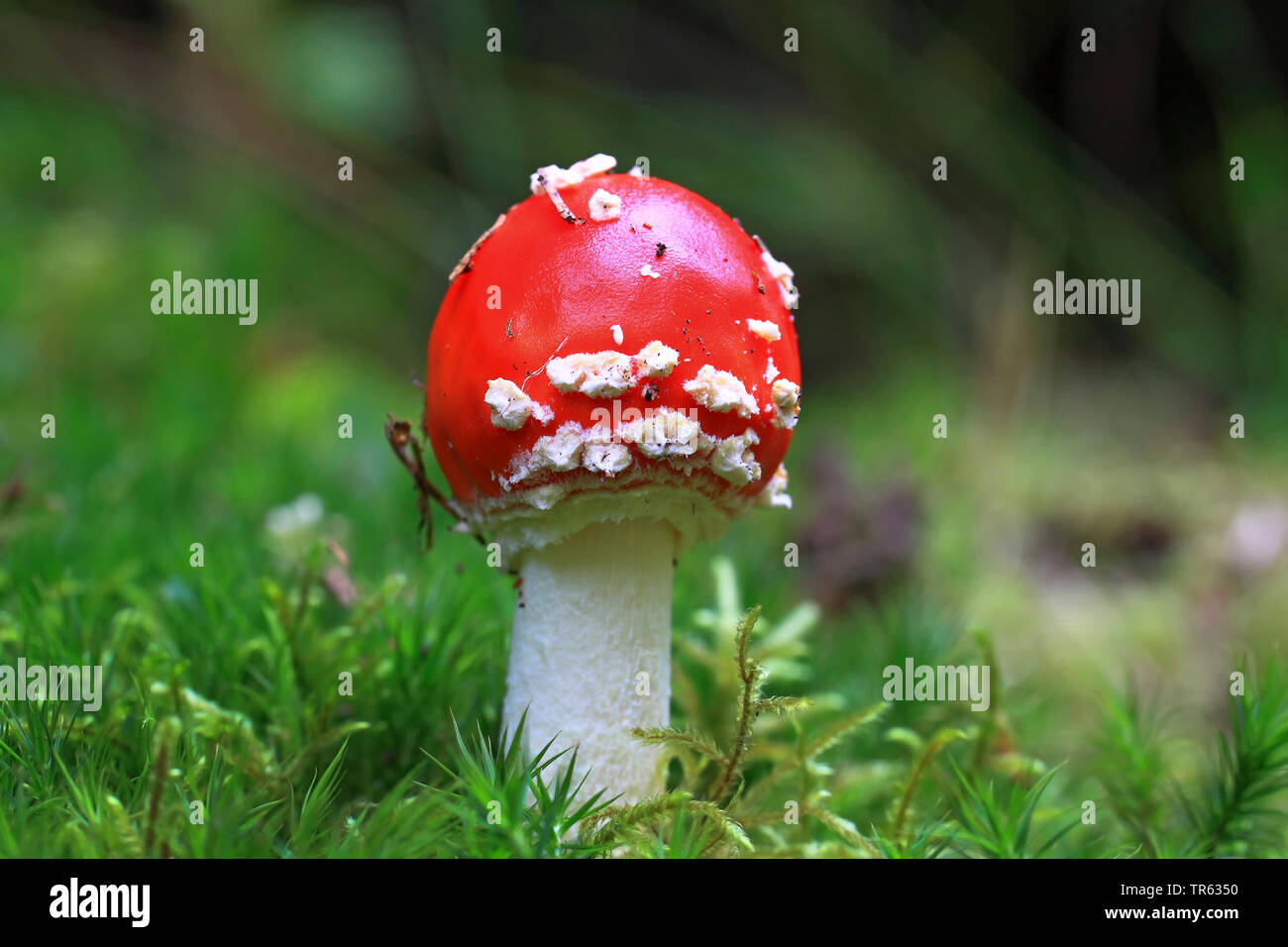 fly agaric (Amanita muscaria), standing in moss, side view, Germany, Hesse Stock Photo