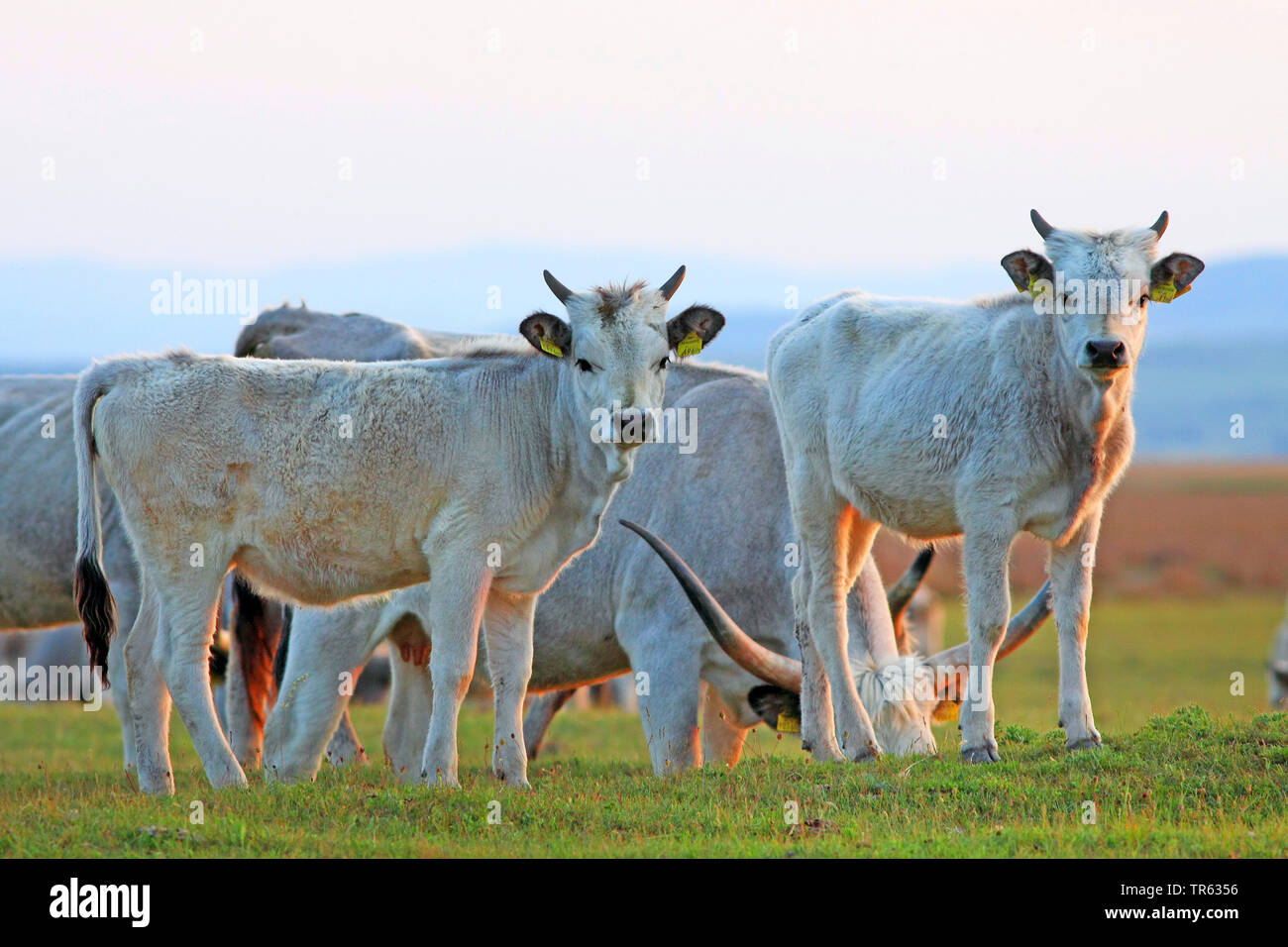 Hungarian steppe steppe cattle hi-res stock photography and images - Alamy