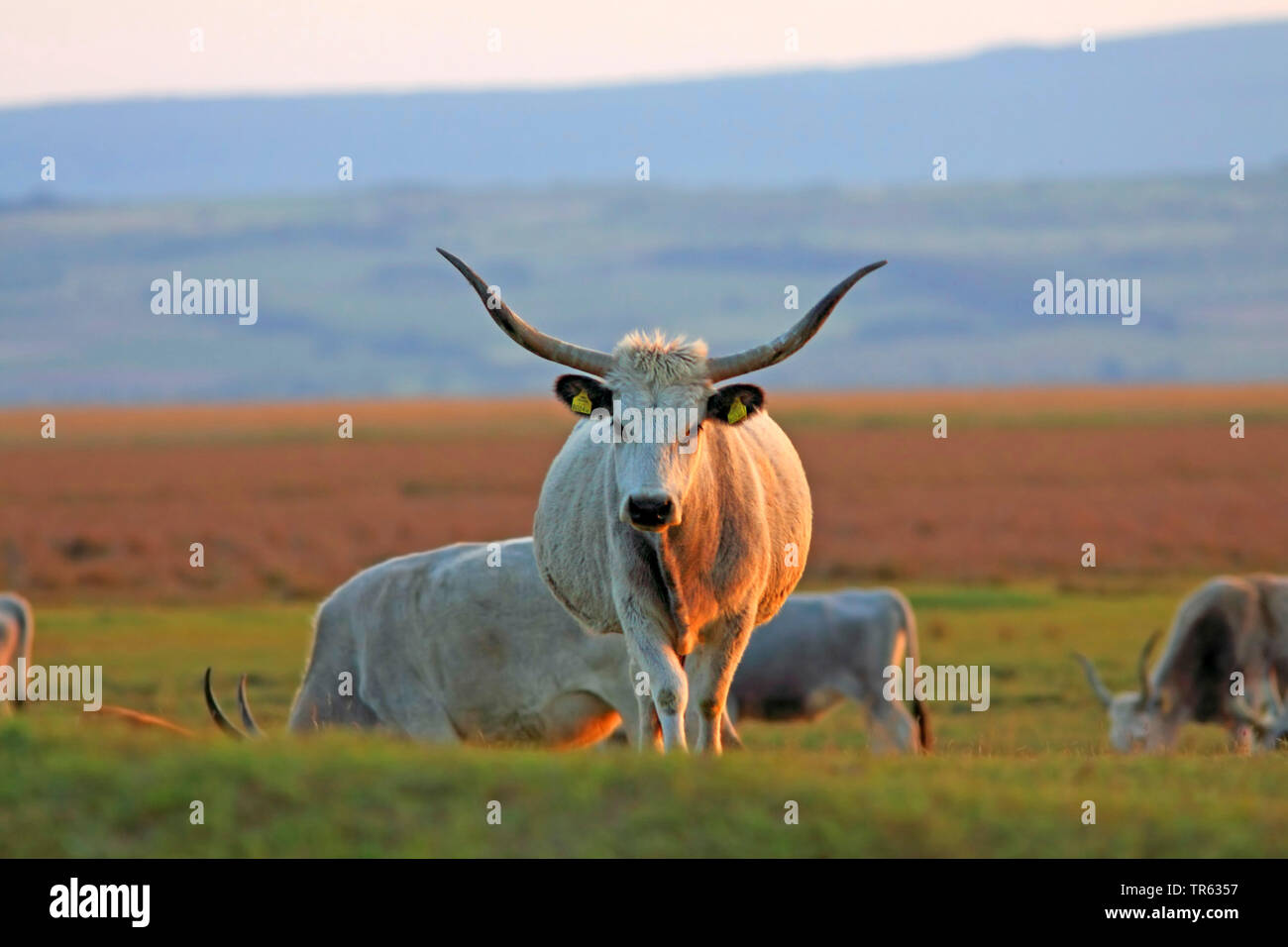Hungarian steppe steppe cattle hi-res stock photography and images - Alamy