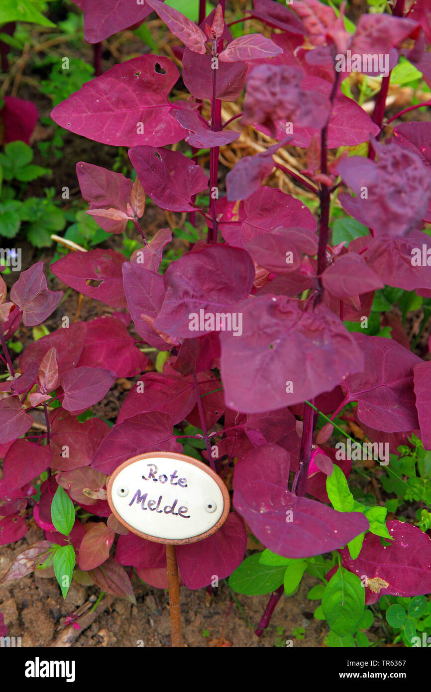 garden orach, garden arrach (Atriplex hortensis var. rubra), in a garden with sign, Germany Stock Photo