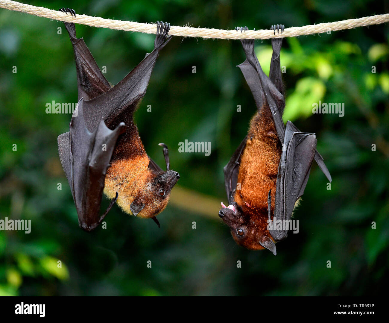 Flughund (Pteropus spec.), hanging at a branch, Suedostasien Stock Photo