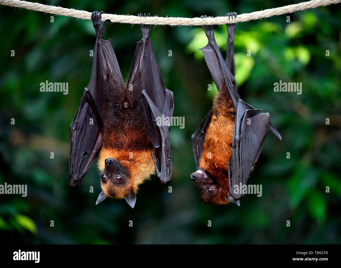 Flughund (Pteropus spec.), hanging at a branch, Suedostasien Stock Photo