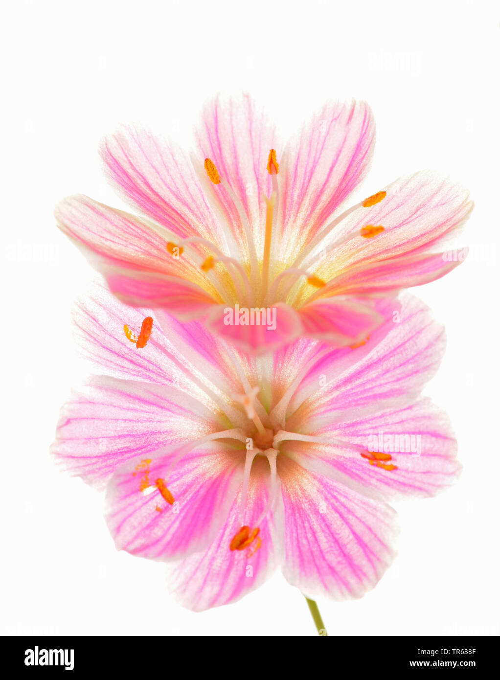 siskiyou bitter-root (Lewisia cotyledon), flowers Stock Photo