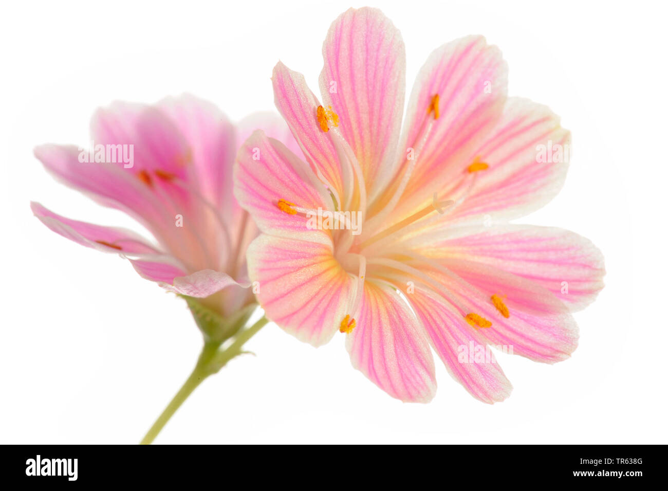 siskiyou bitter-root (Lewisia cotyledon), flowers Stock Photo