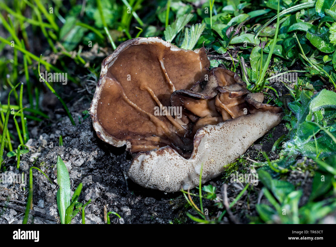 bleach cup, veiny cup fungus, the cup morel (Disciotis venosa), fruiting body on the ground, Germany, Mecklenburg-Western Pomerania Stock Photo