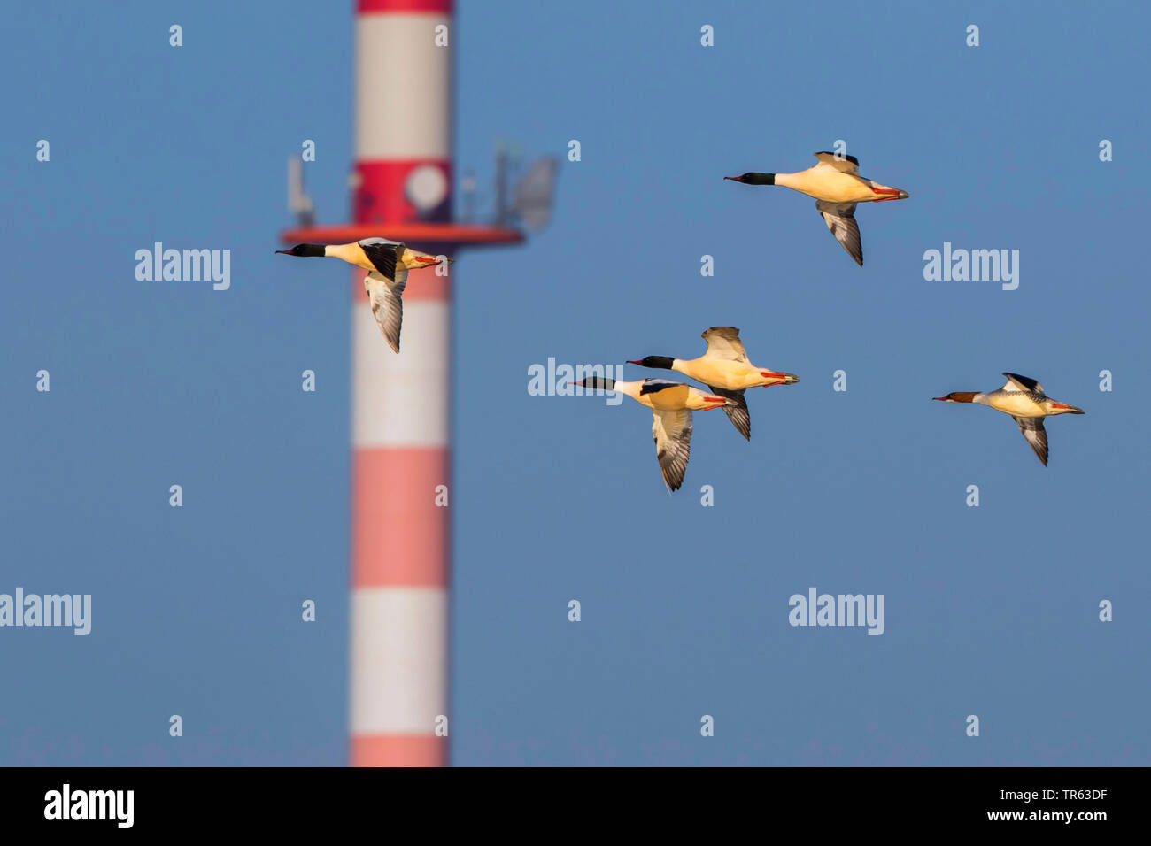 goosander (Mergus merganser), troop flying in front of a radio tower, Germany, Mecklenburg-Western Pomerania, Rostock, Peetz Stock Photo