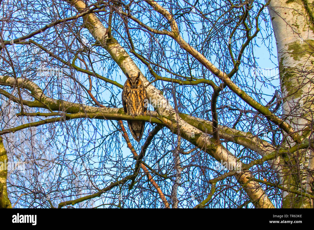 long-eared owl (Asio otus), sitting on a tree, Germany, Mecklenburg-Western Pomerania Stock Photo