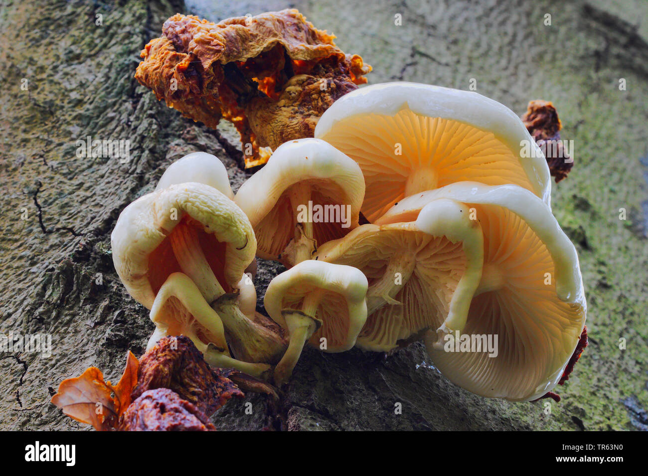 porcelain fungus (Oudemansiella mucida), at a beech tree trunk, Germany, North Rhine-Westphalia Stock Photo
