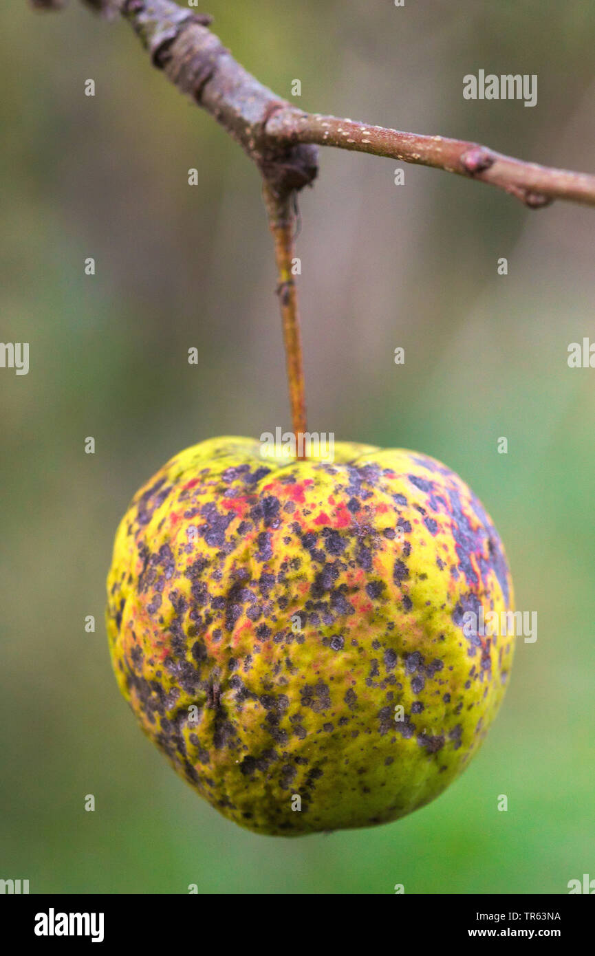 apple tree (Malus domestica), apple of cultivar Golden Delicious with Apple scab disease, Venturia inaequalis, Germany, North Rhine-Westphalia Stock Photo