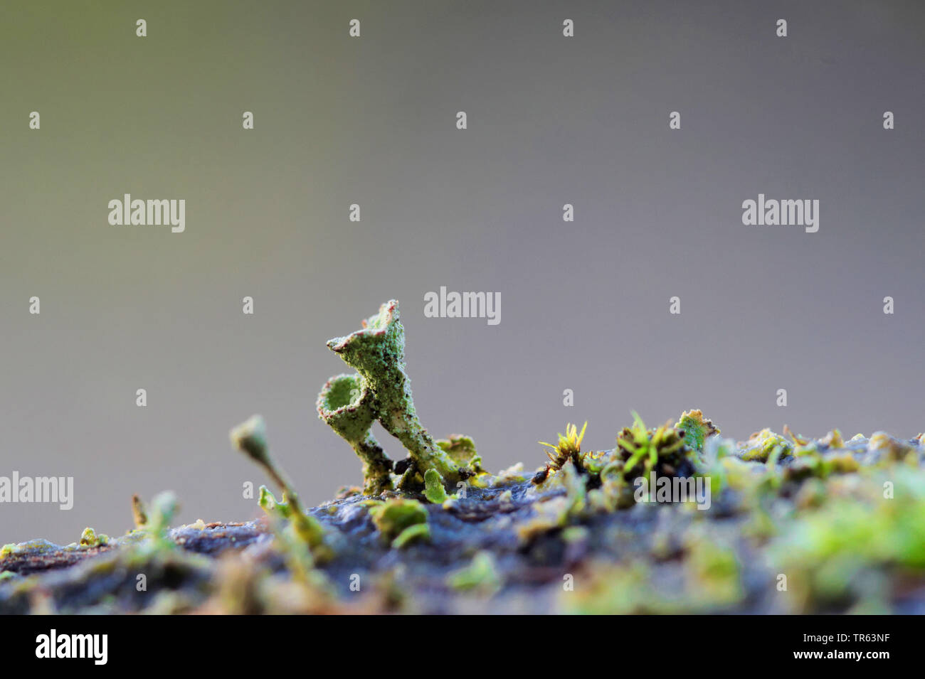 cup lichen (Cladonia spec.), cups, Germany, North Rhine-Westphalia Stock Photo