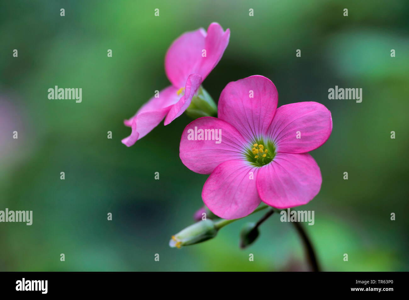 fourleafed clover (Oxalis tetraphylla 'Iron Cross', Oxalis tetraphylla