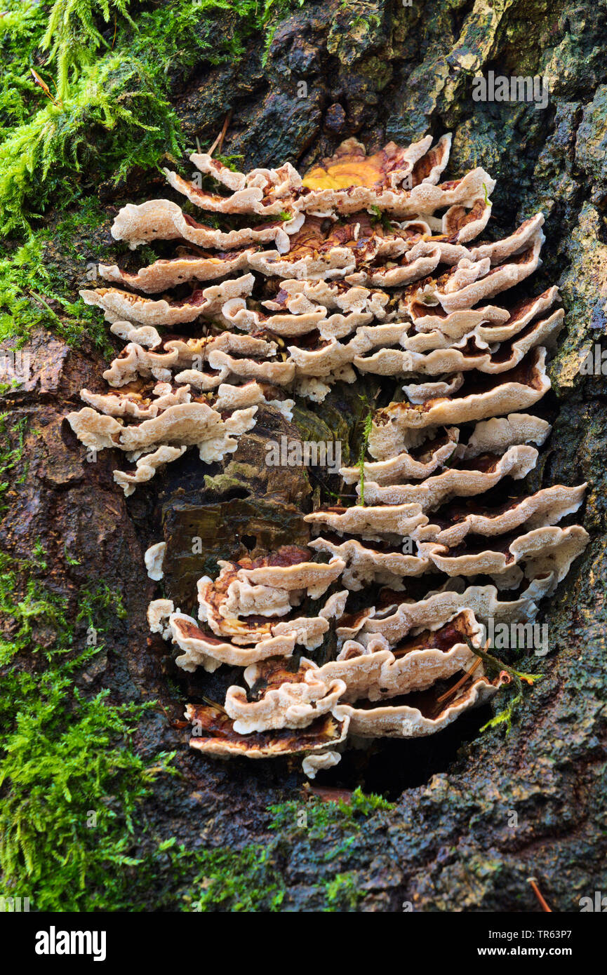White-rot fungus (Trametes ochracea), with moss at a trre trunk