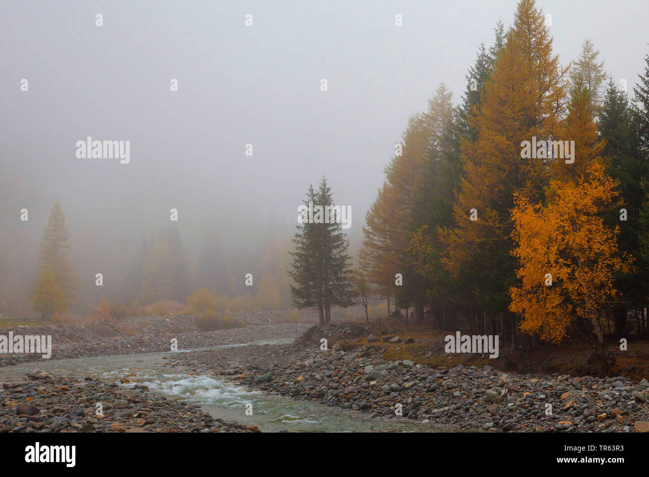 river in the valley of Valnontey, autumn colouring of the trees, Italy, Aosta, Gran Paradiso National Park Stock Photo