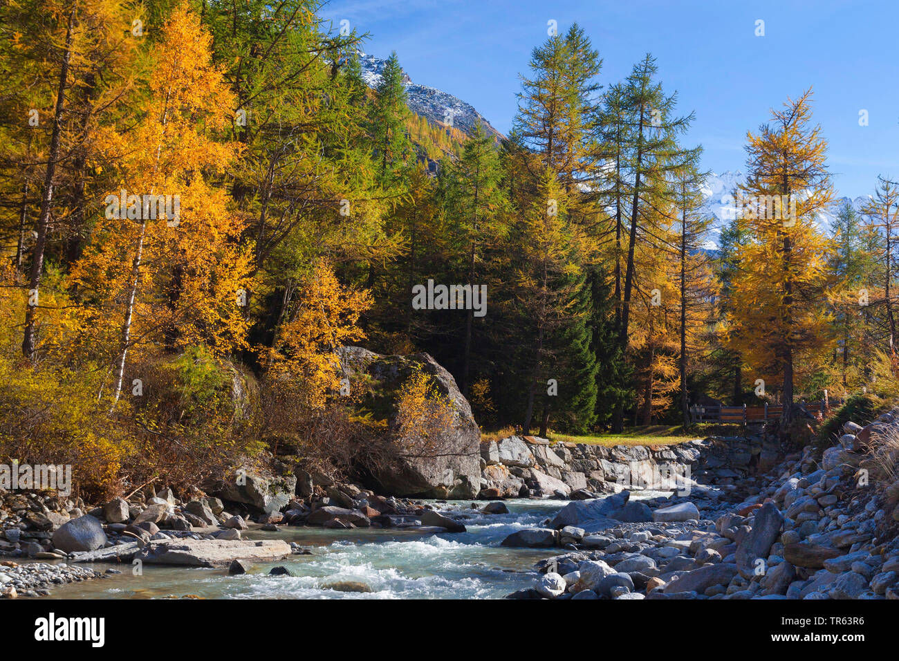 common larch, European larch (Larix decidua, Larix europaea), river in valley of Valnontey, autumn colouring of the trees, Italy, Aosta, Gran Paradiso National Park Stock Photo