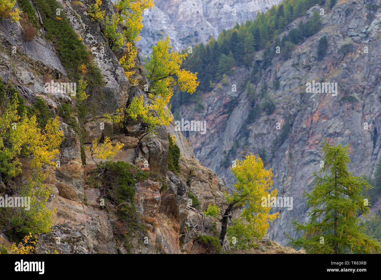 mountain forest in the Valley of Valnontey, autumn colouring of the trees, Italy, Aosta Stock Photo