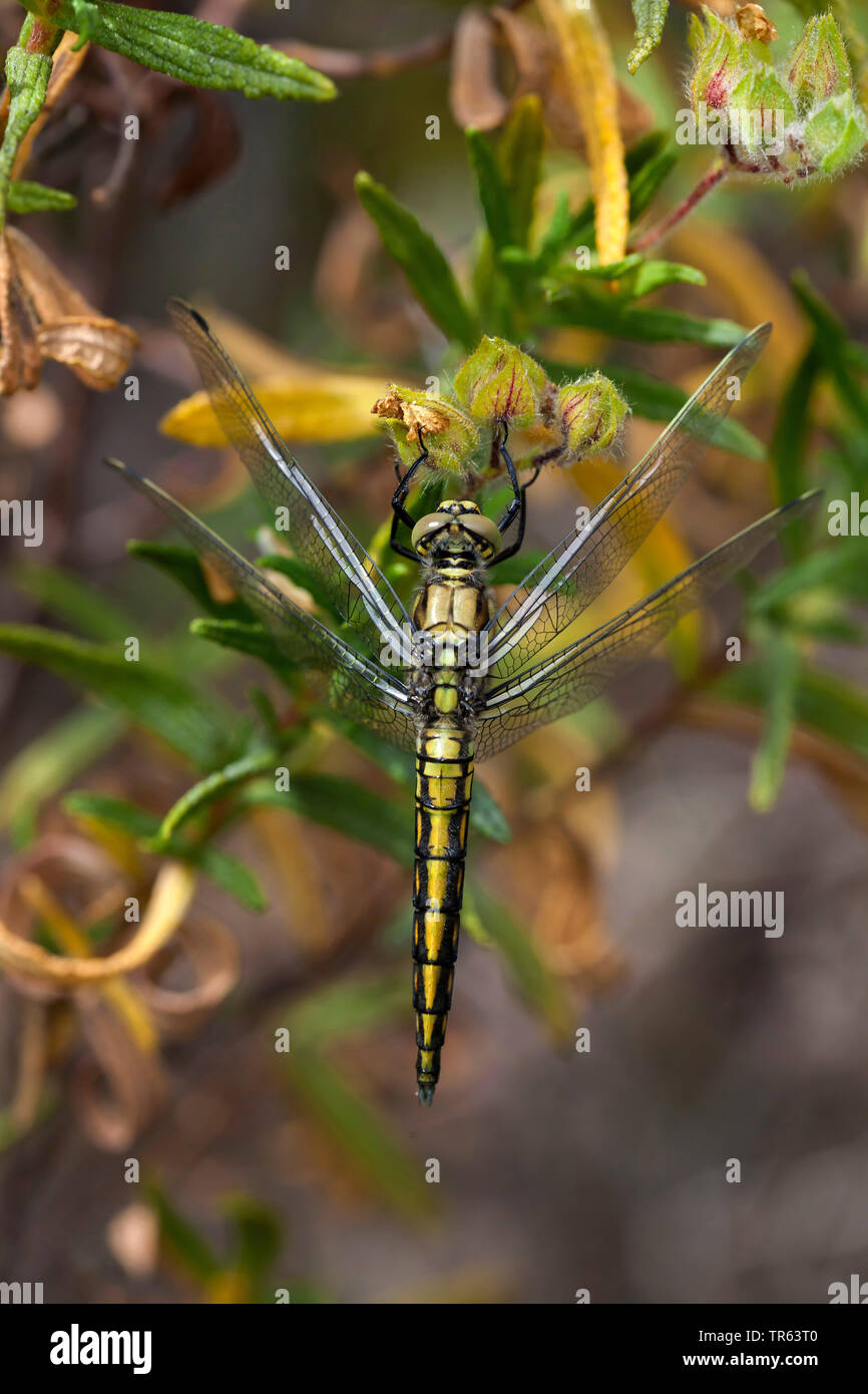 black-tailed skimmer (Orthetrum cancellatum), view from above, Germany Stock Photo