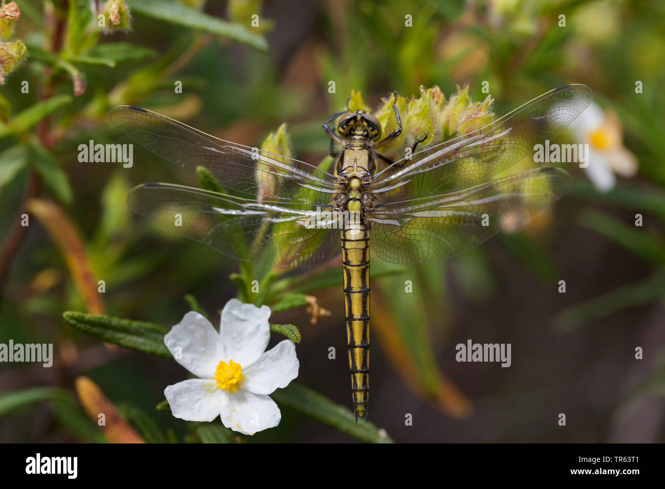 black-tailed skimmer (Orthetrum cancellatum), view from above, Germany Stock Photo