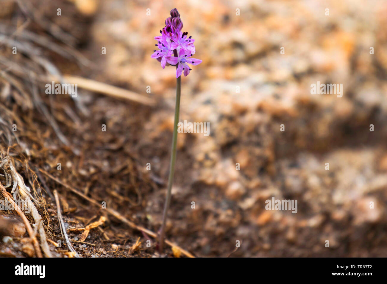 autumn squill (Scilla autumnalis, Prospero autumnale), blooming, Greece Stock Photo