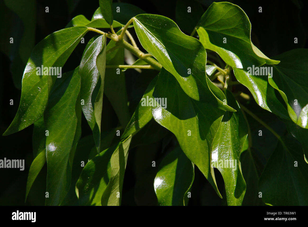English ivy, common ivy (Hedera helix), ivy leaves, Germany, Bavaria Stock Photo