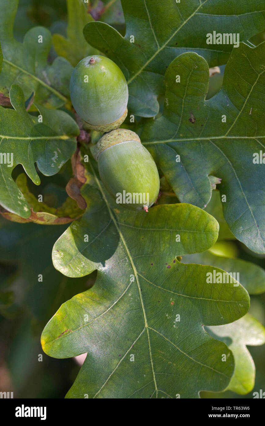 common oak, pedunculate oak, English oak (Quercus robur. Quercus pedunculata), branch with fruits, Germany, Bavaria Stock Photo