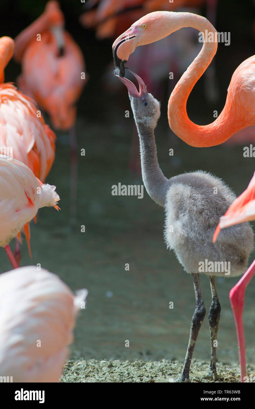 Young Flamingo High Resolution Stock Photography And Images Alamy
