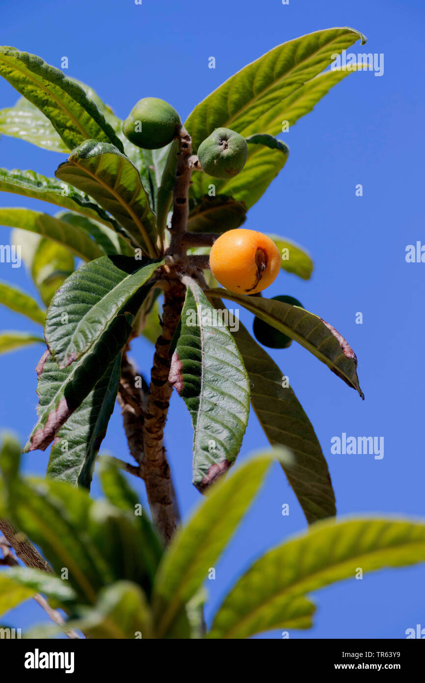 Loquat, Japanese plum (Eriobotrya japonica), branch with fruit Stock Photo