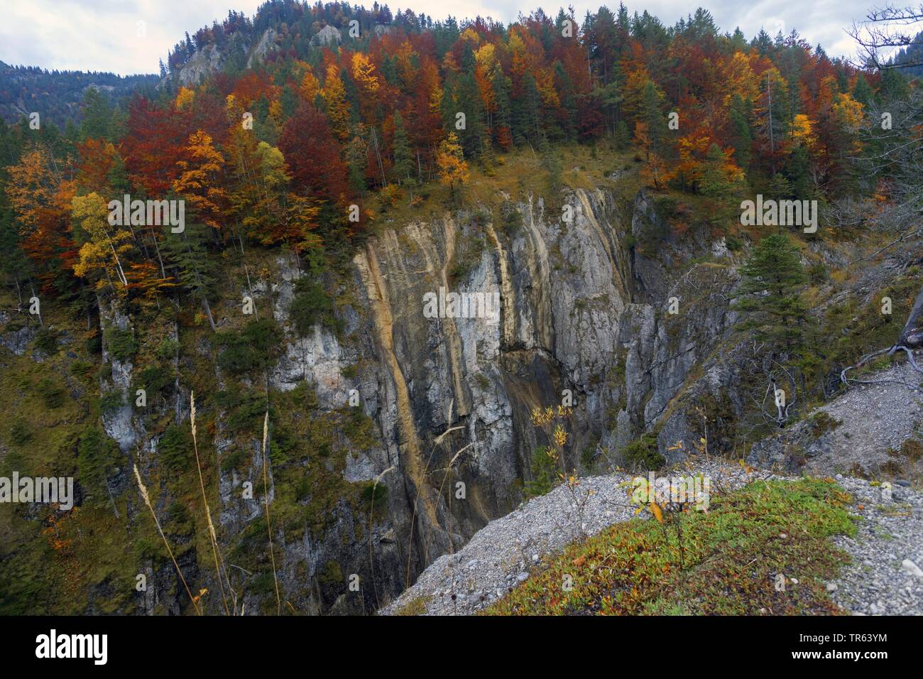 Small Ahornboden, Valley of Johannes, Karwendel mountain, Eng, Austria, Tyrol Stock Photo