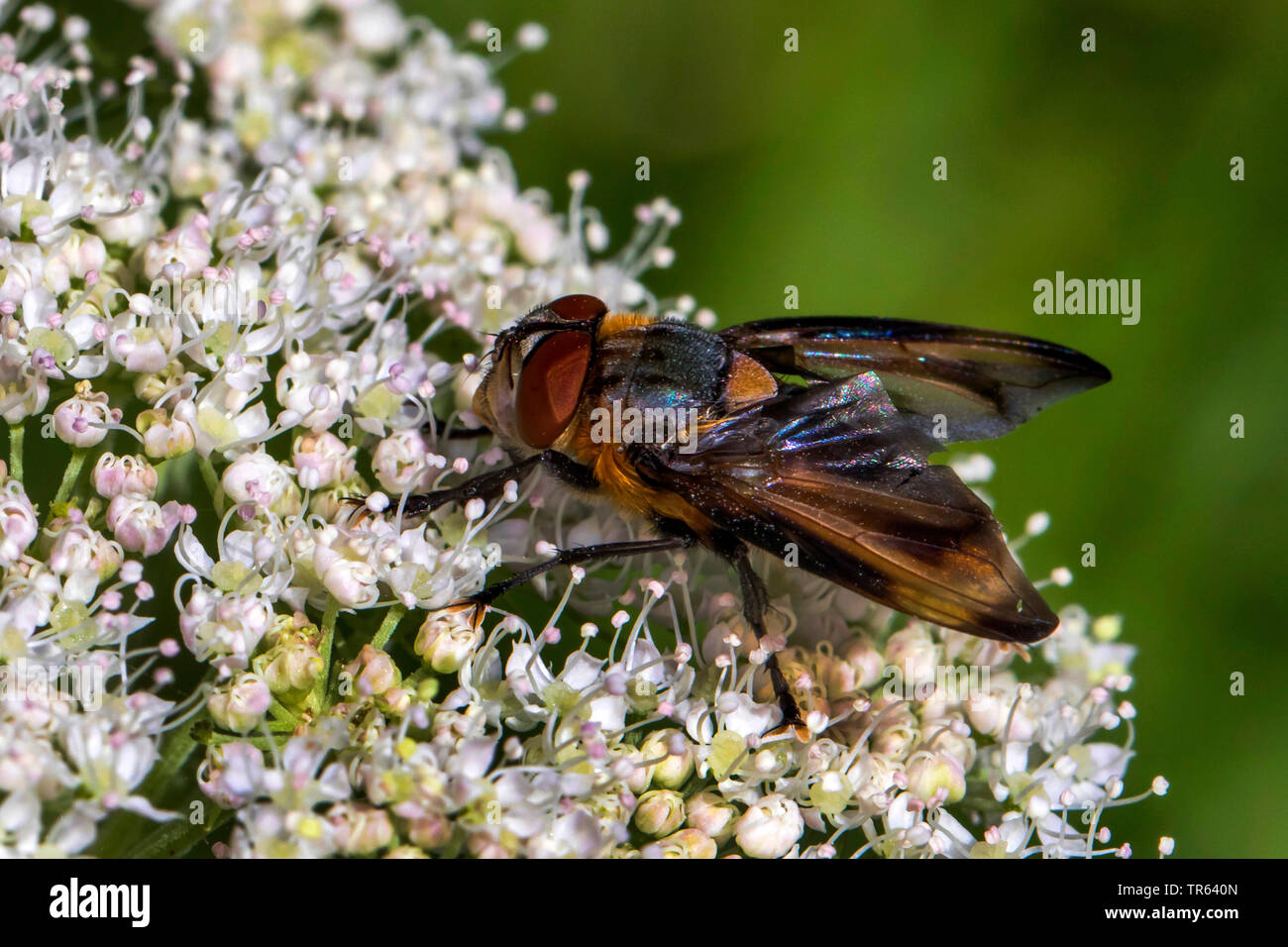 Parasite fly (Phasia hemiptera, Alophora hemiptera), male on umbellifer, Germany, Mecklenburg-Western Pomerania Stock Photo