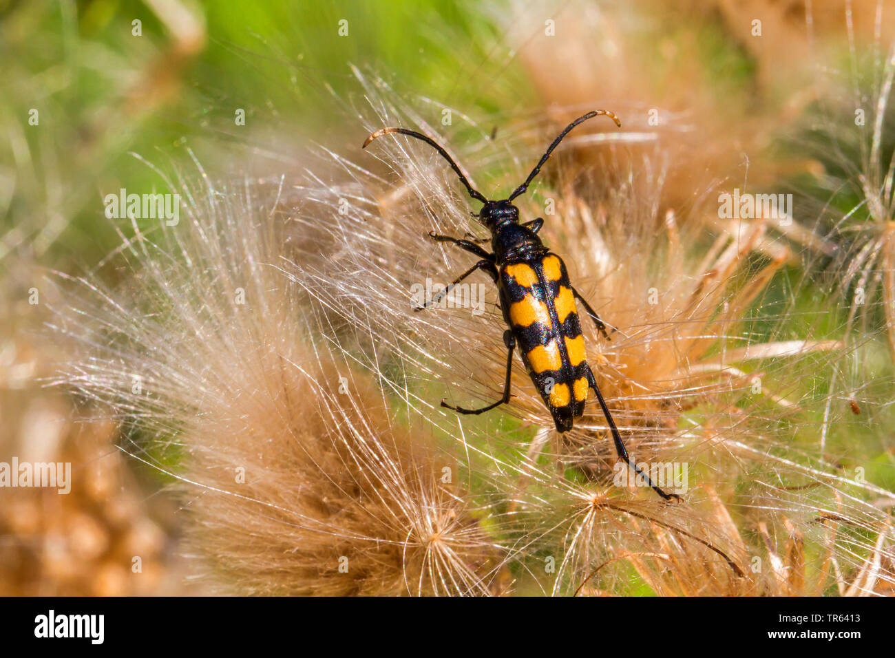 Four-banded Longhorn Beetle (Strangalia quadrifasciata, Leptura quadrifasciata), sitting on a withered thistle, view from above, Germany Stock Photo